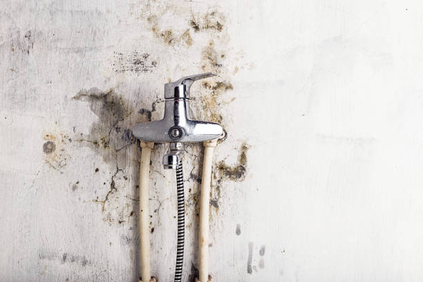 Best Bathroom Mold Remediation in Woodville, WI