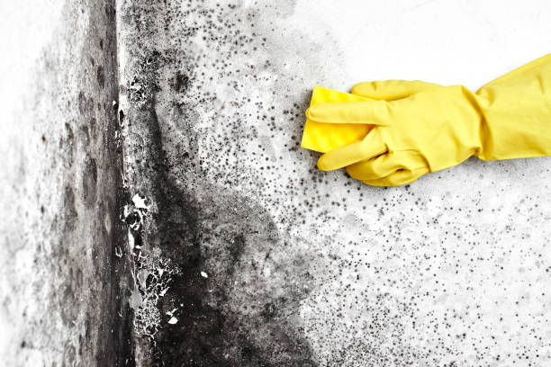 Best Mold Testing and Inspection Services in Woodville, WI