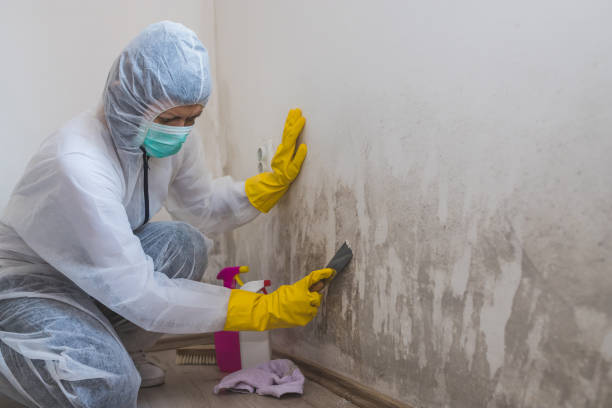 Best White Mold Remediation in Woodville, WI