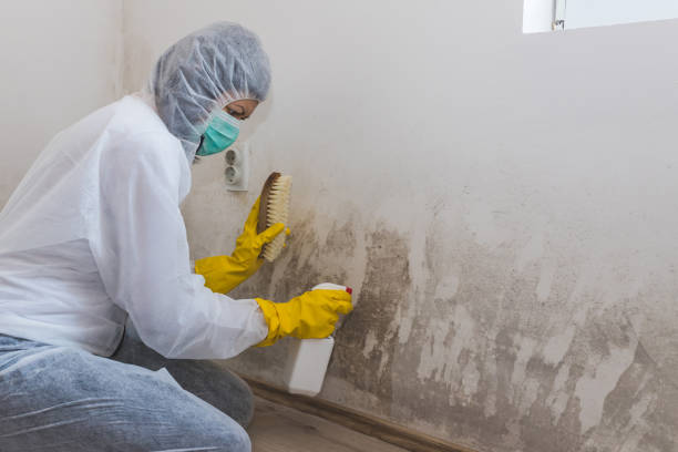 Best Post-Remediation Services in Woodville, WI