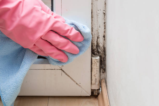 Professional Mold Remediation in Woodville, WI